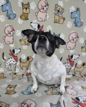 Rescue Beagle and Jack Russell Terrier Dogs for Adoption in Dallas, Georgia - Bandit | PetCurious