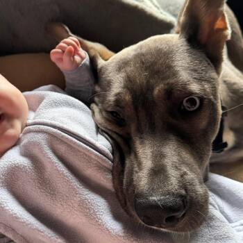 Obe -  Mixed Breed and Husky Dog for Adoption in Washougal, Washington - Obe | PetCurious