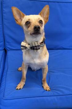 Chance -  Chihuahua Dog for Adoption in Plant City, Florida - Chance | PetCurious