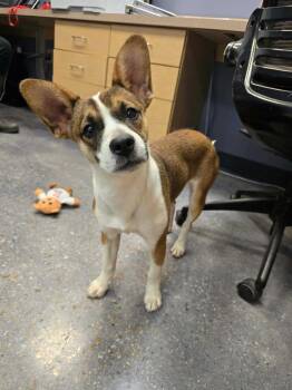 Luna Lovegood -  Rat Terrier Dog for Adoption in Elmwood, Louisiana - Luna Lovegood | PetCurious