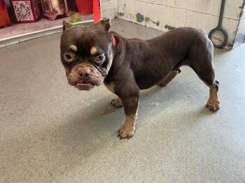 Pit Bull Terrier and American Bulldog Dogs Available for Adoption in San Bernardino, California - RHINO | PetCurious