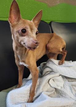 Annie -  Chihuahua Dog for Adoption in Lawrenceville, Georgia - Annie | PetCurious