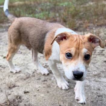 Discovery -  Mixed Breed Dog for Adoption in Fredericksburg, Virginia - Discovery | PetCurious