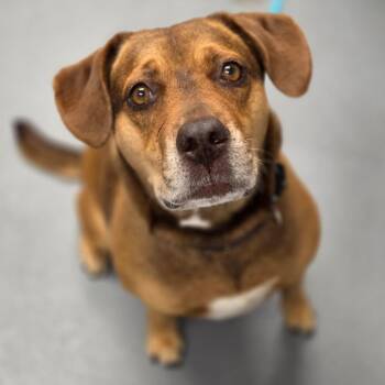 June -  Mixed Breed Dog for Adoption in Sarasota, Florida - June | PetCurious