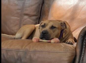 Rescue Pit Bull Terrier Dogs for Adoption in Cleveland, Ohio - Rudy | PetCurious