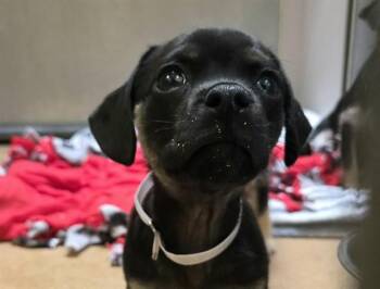 Terrier and Mixed Breed Dogs Available for Adoption - COCO | PetCurious