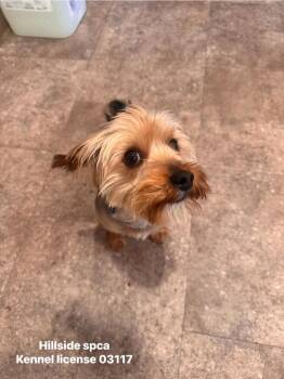 Teddy -  Yorkshire Terrier Dog for Adoption in Pottsville, Pennsylvania - Teddy | PetCurious
