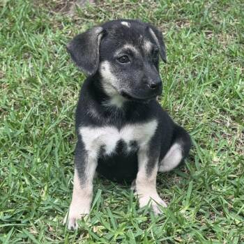 Mountain Cur Dogs Available for Adoption in Atlanta, Texas - Vivian | PetCurious