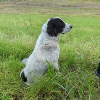 Rescue Great Pyrenees Dogs for Adoption in Dallas, Texas - Raife | PetCurious