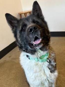 Akita Dogs Available for Adoption in Cleveland, Ohio - Freesia | PetCurious