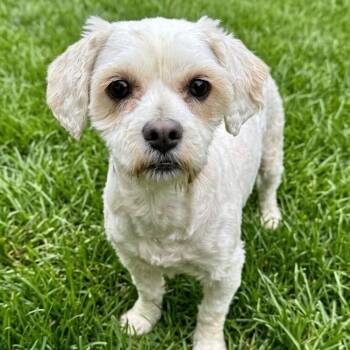 Terrier Dogs Available for Adoption in Newport Beach, California - Meadow | PetCurious