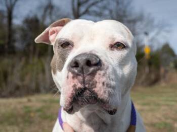 Pit Bull Terrier and Mixed Breed Dogs Available for Adoption - MERCY | PetCurious