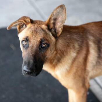 Scooby (S26-104) -  German Shepherd Dog and Mixed Breed Dog for Adoption in Peyton, Colorado - Scooby (S26-104) | PetCurious