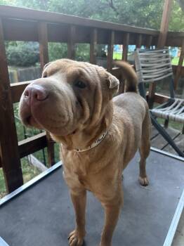 Penelope -  Shar Pei Dog for Adoption in Lake Forest, California - Penelope | PetCurious