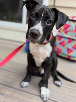 Skittle -  Pit Bull Terrier Dog for Adoption in Salem, New Hampshire - Skittle | PetCurious