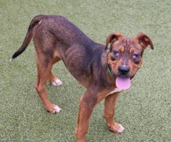 Rescue Mixed Breed Dogs for Adoption in Athens, Georgia - Eric | PetCurious