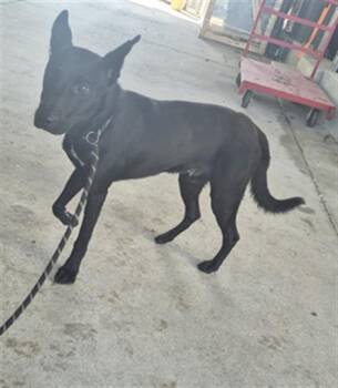 Rescue German Shepherd Dog and Mixed Breed Dogs for Adoption in Texas City, Texas - CASH | PetCurious