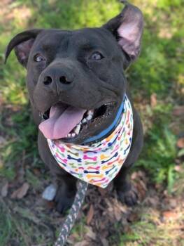 Mixed Breed Dogs Available for Adoption in Jacksonville, Florida - SWADDLE | PetCurious