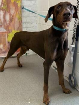 LATTE -  Doberman Pinscher Dog for Adoption in San Bernardino, California - LATTE | PetCurious