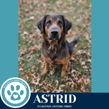 Rescue Golden Retriever and Shepherd Dogs for Adoption in Kimberton, Pennsylvania - Astrid (Mom To Astrid's Starlings) 092025 | PetCurious