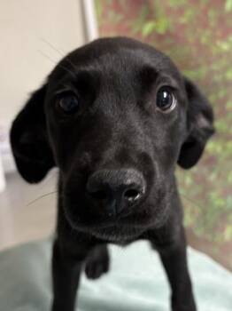 Labrador Retriever and Mixed Breed Dogs Available for Adoption - Aurora | PetCurious