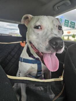 Rescue Staffordshire Bull Terrier and Mixed Breed Dogs for Adoption in Methuen, Massachusetts - ECHO | PetCurious