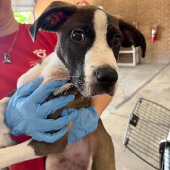 Pit Bull Terrier Dogs Available for Adoption in Birmingham, Alabama - Weaver | PetCurious