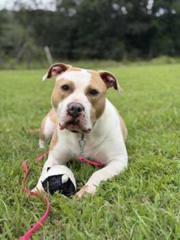 Bindi -  American Staffordshire Terrier Dog for Adoption in Cumming, Georgia - Bindi | PetCurious