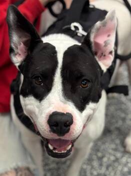 Pit Bull Terrier and Mixed Breed Dogs Available for Adoption - Zero | PetCurious