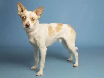 Cairn Terrier Dogs Available for Adoption in Phoenix, Arizona - ALAN | PetCurious