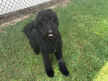 DAVE -  Labrador Retriever and Poodle Dog for Adoption in Grovetown, Georgia - DAVE | PetCurious