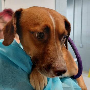 Darlo 9619 -  Jack Russell Terrier and Mixed Breed Dog for Adoption in Loxahatchee Groves, Florida - Darlo 9619 | PetCurious