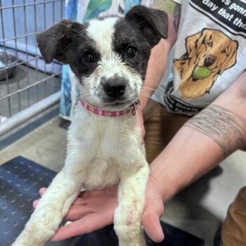 Hef -  Mixed Breed Dog for Adoption in Bismarck, North Dakota - Hef | PetCurious