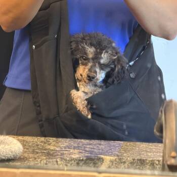 Rex (AG26-87) -  Miniature Poodle Dog for Adoption in Peyton, Colorado - Rex (AG26-87) | PetCurious