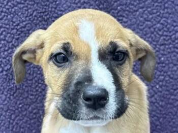 Jeffrey -  Pit Bull Terrier Dog for Adoption in Portland, Oregon - Jeffrey | PetCurious