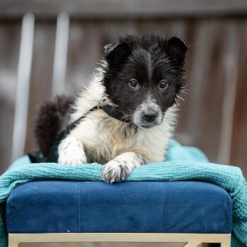 Rough Collie and Border Collie Dogs Available for Adoption - Benedict | PetCurious