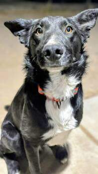 Border Collie and Retriever Dogs Available for Adoption - Nash | PetCurious