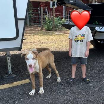 Rescue Labrador Retriever and Australian Shepherd Dogs for Adoption in Wadena, Minnesota - Brody | PetCurious