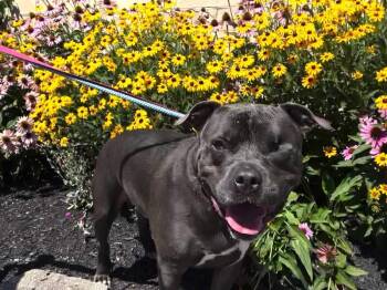 EJ -  Mixed Breed Dog for Adoption in Cincinnati, Ohio - EJ | PetCurious