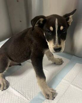 Gortash -  Shepherd and Pit Bull Terrier Dog for Adoption in Fresno, California - Gortash | PetCurious