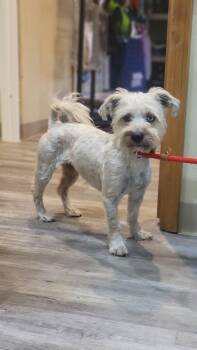 Schnauzer Dogs Available for Adoption in Durango, Colorado - Pipa | PetCurious