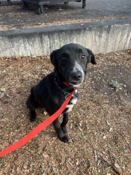 Oscar -  Border Collie Dog for Adoption in Fort Collins, Colorado - Oscar | PetCurious