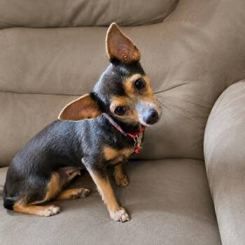 Karina -  Chihuahua Dog for Adoption in Baldwin, Maryland - Karina | PetCurious