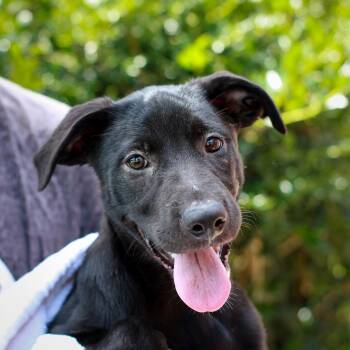 Blue -  Retriever and Shepherd Dog for Adoption in Hattiesburg, Mississippi - Blue | PetCurious