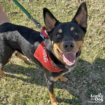 Shepherd Dogs Available for Adoption - Wylie | PetCurious