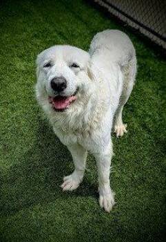 Great Pyrenees Dogs Available for Adoption in Clyde, North Carolina - ABIGAIL | PetCurious