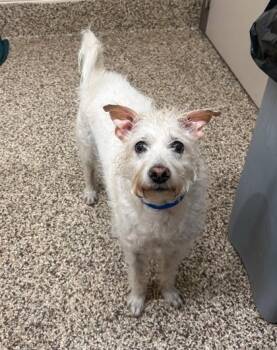 Tommy -  Terrier and Mixed Breed Dog for Adoption in Westland, Michigan - Tommy | PetCurious