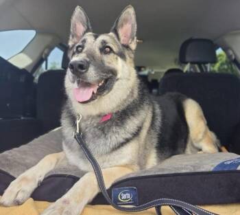 German Shepherd Dog Dogs Available for Adoption in San Marcos, California - URGENT! Joy Needs A New Home | PetCurious