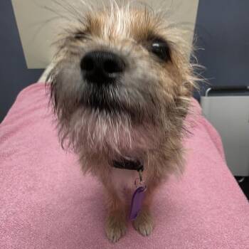 Filly -  Yorkshire Terrier Dog for Adoption in Lacona, New York - Filly | PetCurious