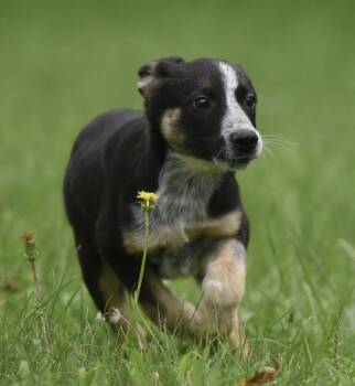 Ronan -  Shepherd and Australian Cattle Dog Blue Heeler Dog for Adoption in Mechanicsburg, Pennsylvania - Ronan | PetCurious